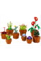 Piantine - Botanical Collection 10329