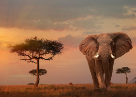 Elefante del Masai Mara  1000 Pezzi